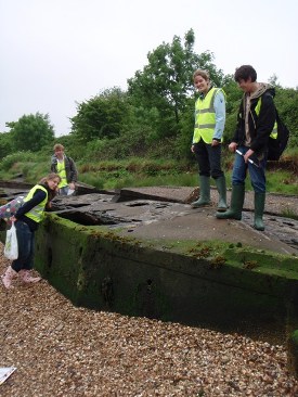 Examining the Mullberry