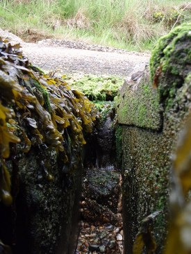 Mullberries connected by wood